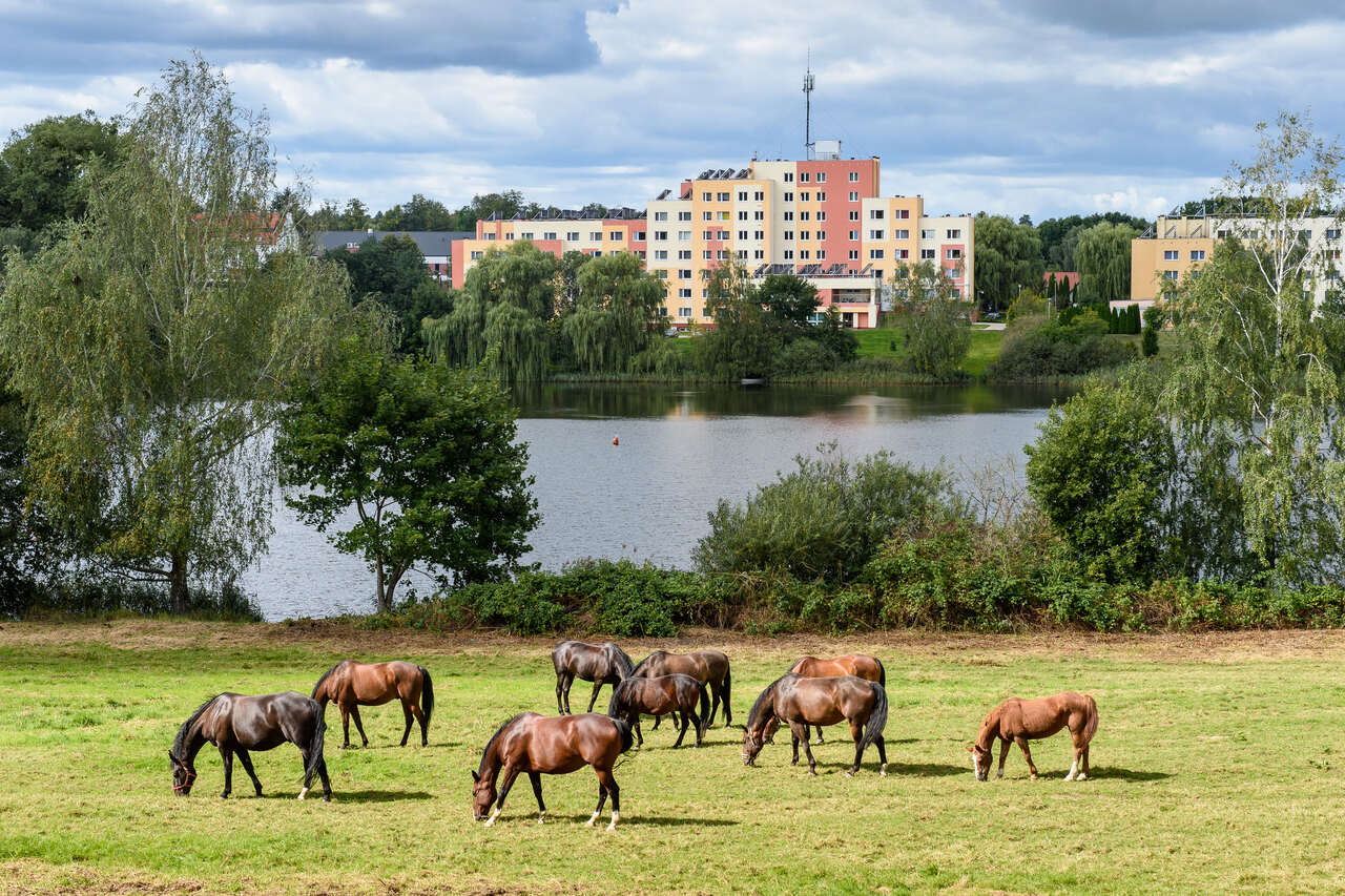 Konie nad jeziorem w Kortowie