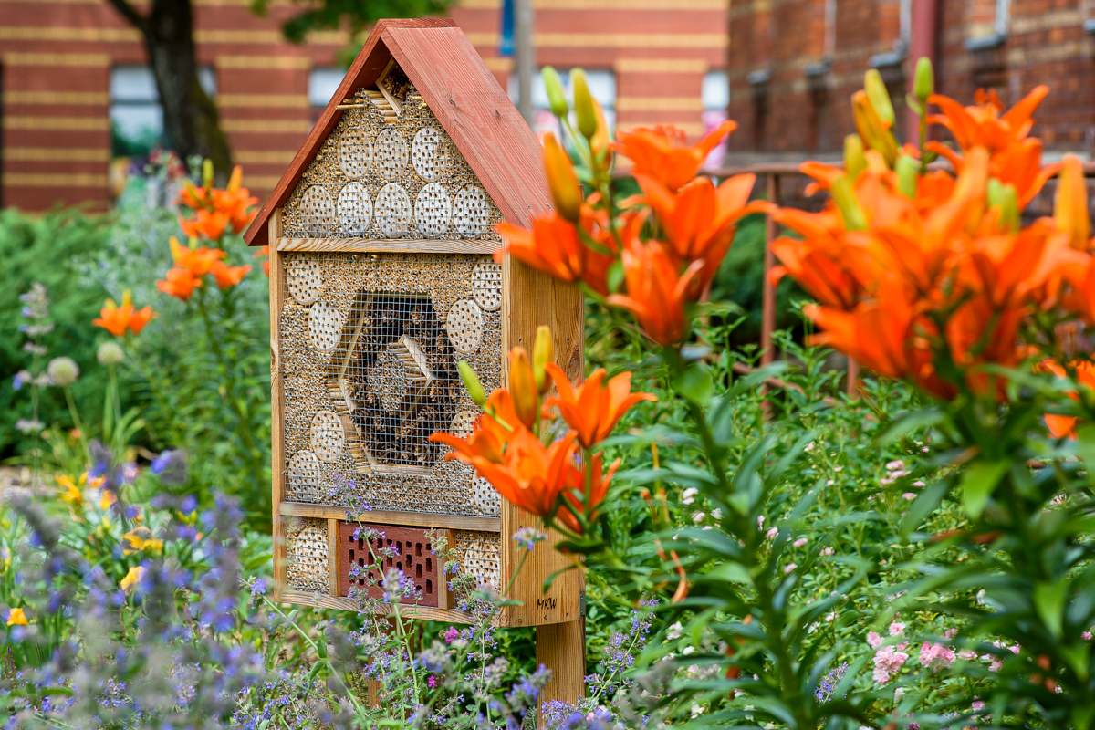 budki dla owadów i kwiaty