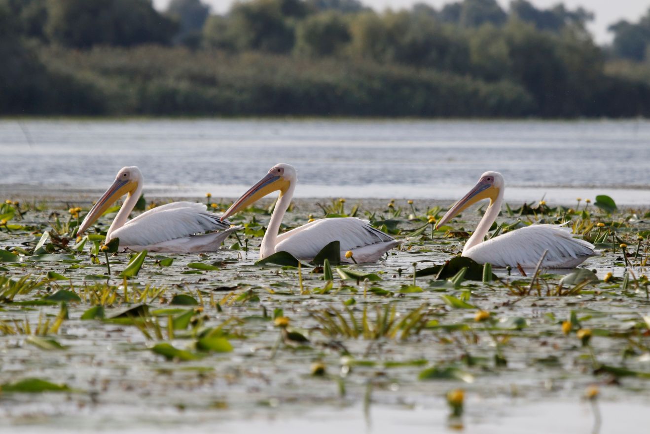 pelikany na wodzie