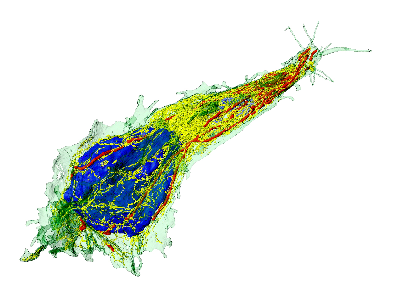 Obraz przestrzenny jądra komórkowego