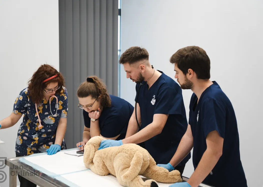 studenci oglądają fantom psa na stole zabiegowym