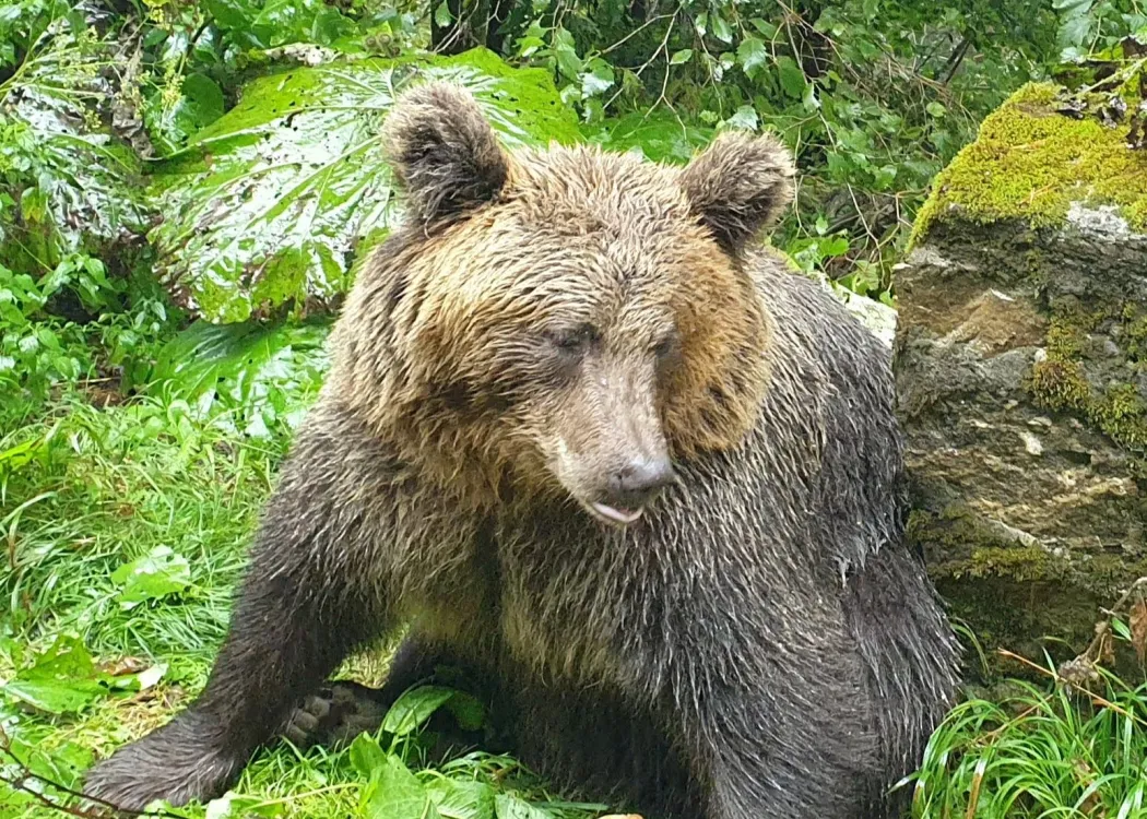 niedźwiedź