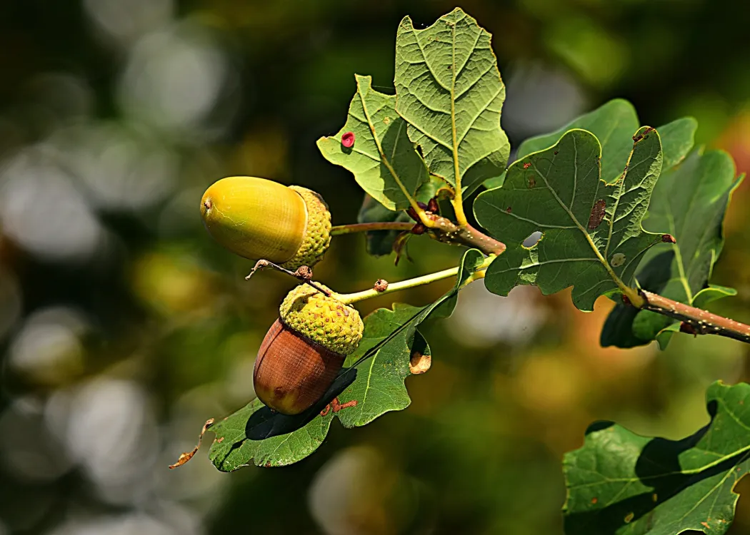 liście dębu i żołędzie