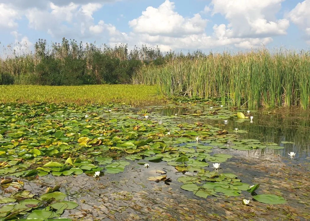 rośliny wodne