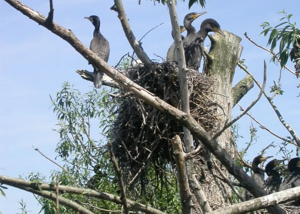 kormorany siedzące na drzewie