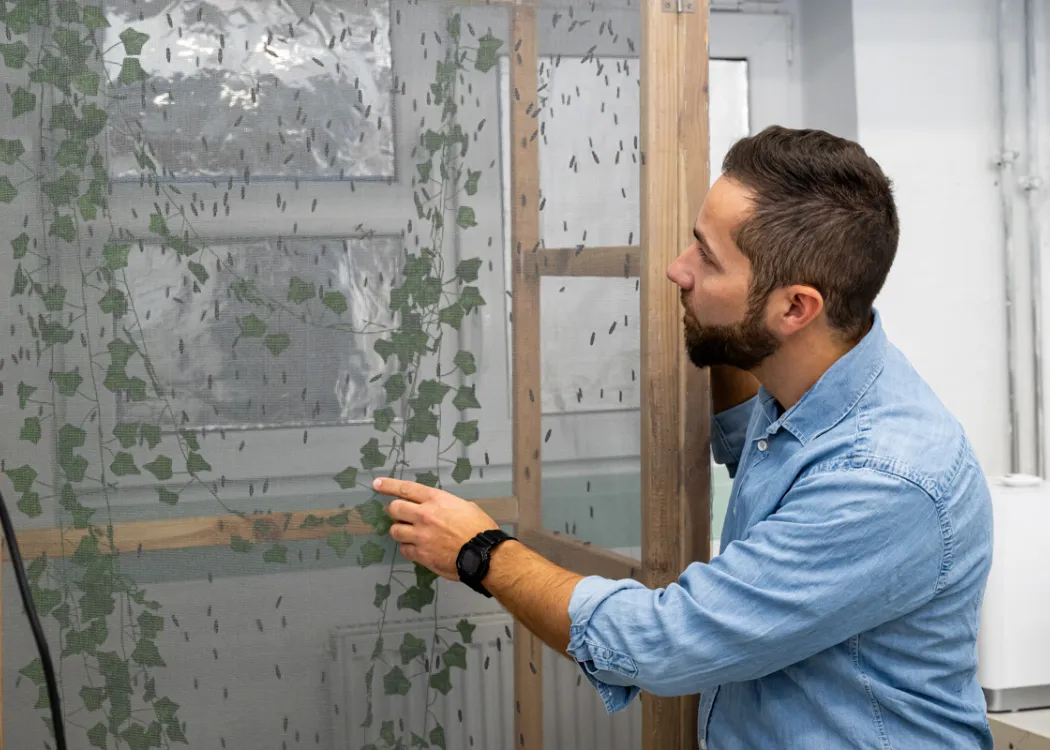 Michał Krzyżaniak obserwuje owady w swoim laboratorium