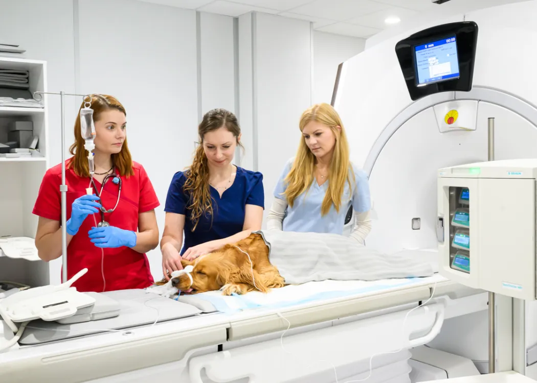 Pracownia Tomografii Komputerowej i Rezonansu Magnetycznego na Wydziale Medycyny Weterynaryjnej UWM - badanie psa