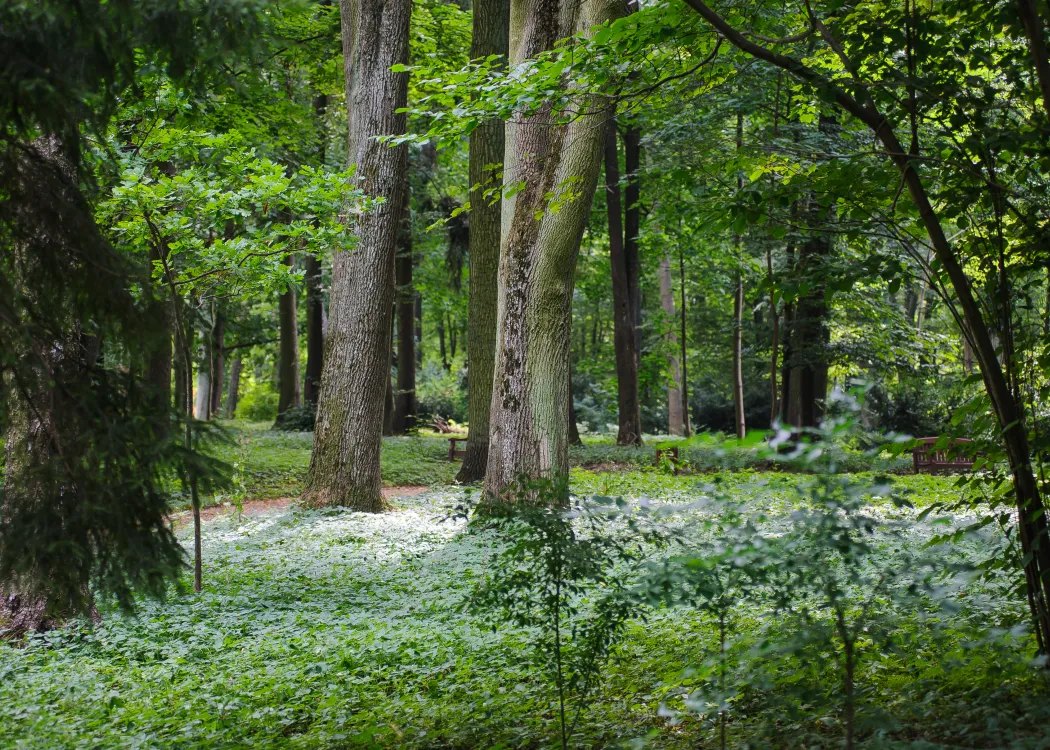Park kortowski UWM