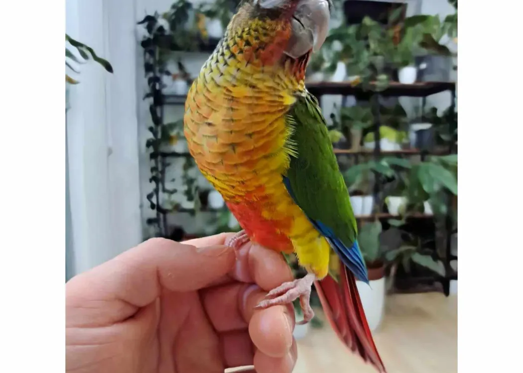 Ptactwo ozdobne 