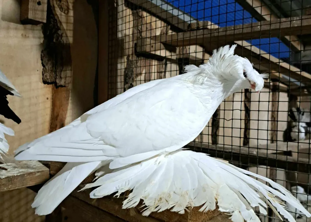Ptactwo ozdobne 