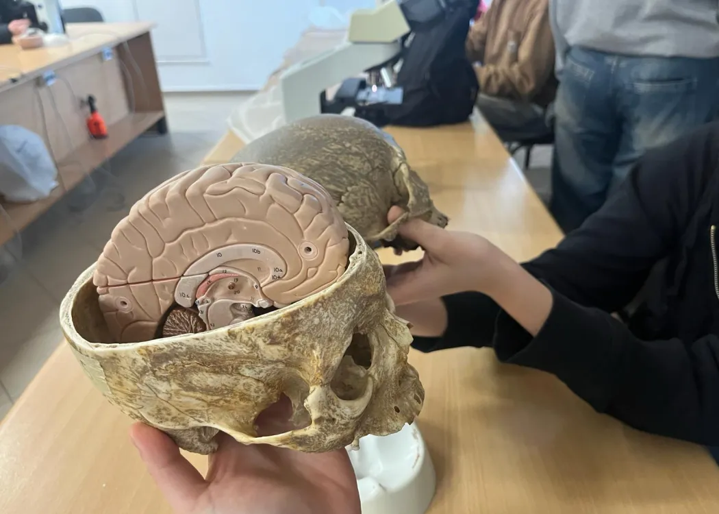 Uczniowie oglądają model mózgu w czaszce 