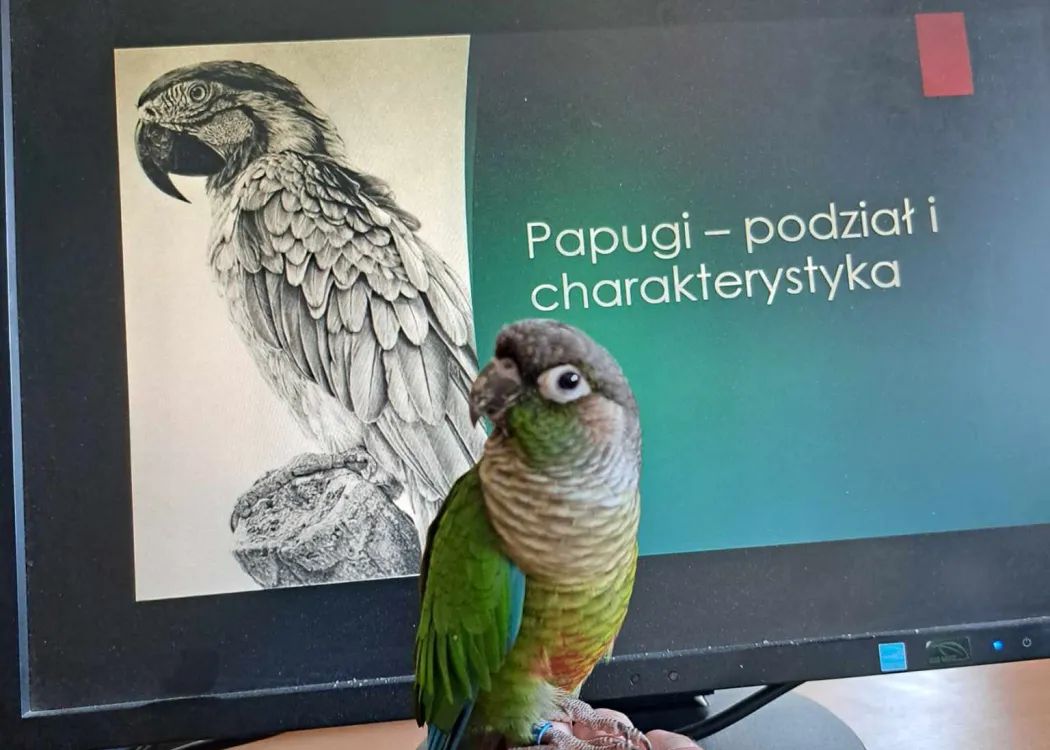 Ptactwo ozdobne 