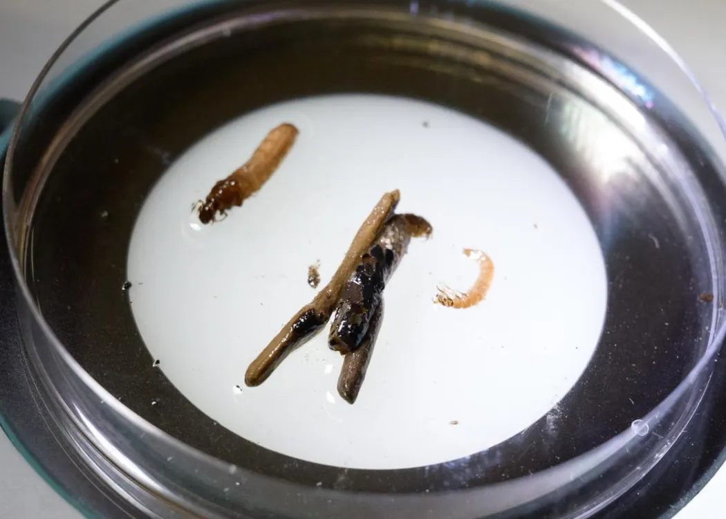 studentki z Indii na Wydziale Biologii i Biotechnologii 