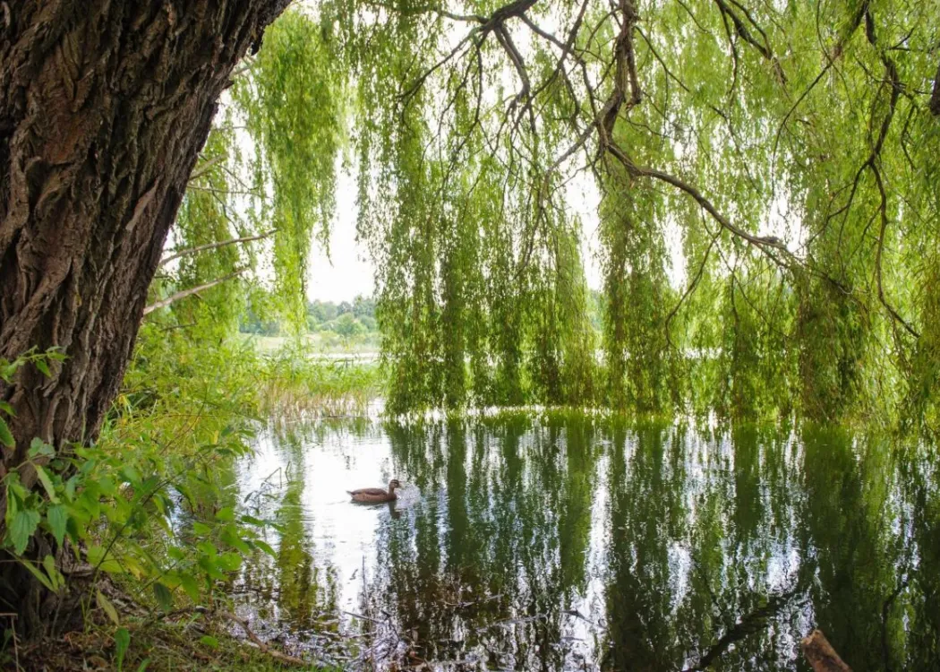 jezioro