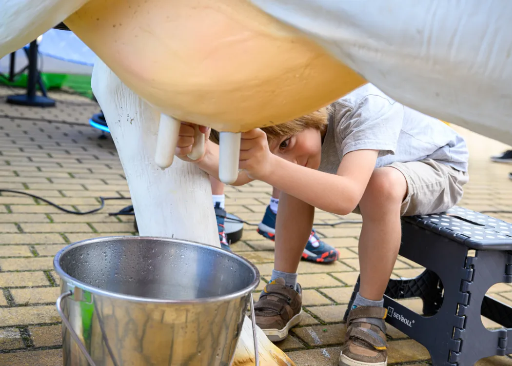 Święto Sera 2025: Dziecko dojące sztuczną krowę