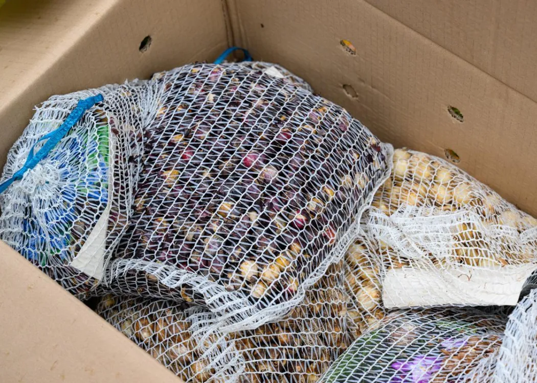 Sadzenie cebulek w Kortowie: cebulki w worku