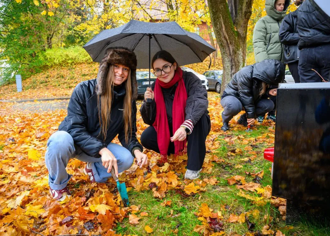 Studentki sadzą rośliny w Kortowie, jedna z kobiet trzyma parasol nad sobą i koleżanką. Na ziemi leżą kolorowe liście. 