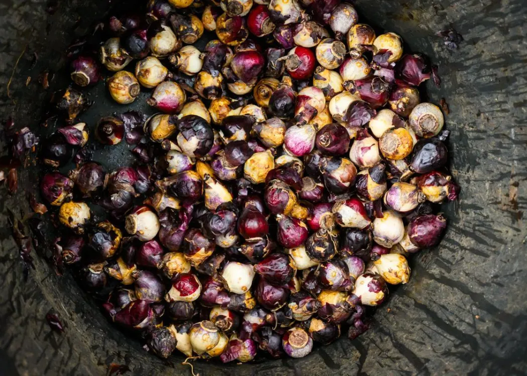 Sadzenie cebulek w Kortowie: cebulki 