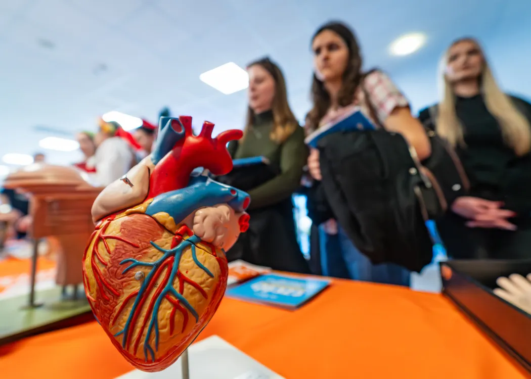 Dzień Otwarty UWM 2026: Stanowisko jednego z wydziałów, model serca na pierwszym planie