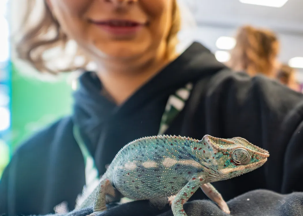 Dzień Otwarty UWM 2026: Kobieta pozuje z kameleonem