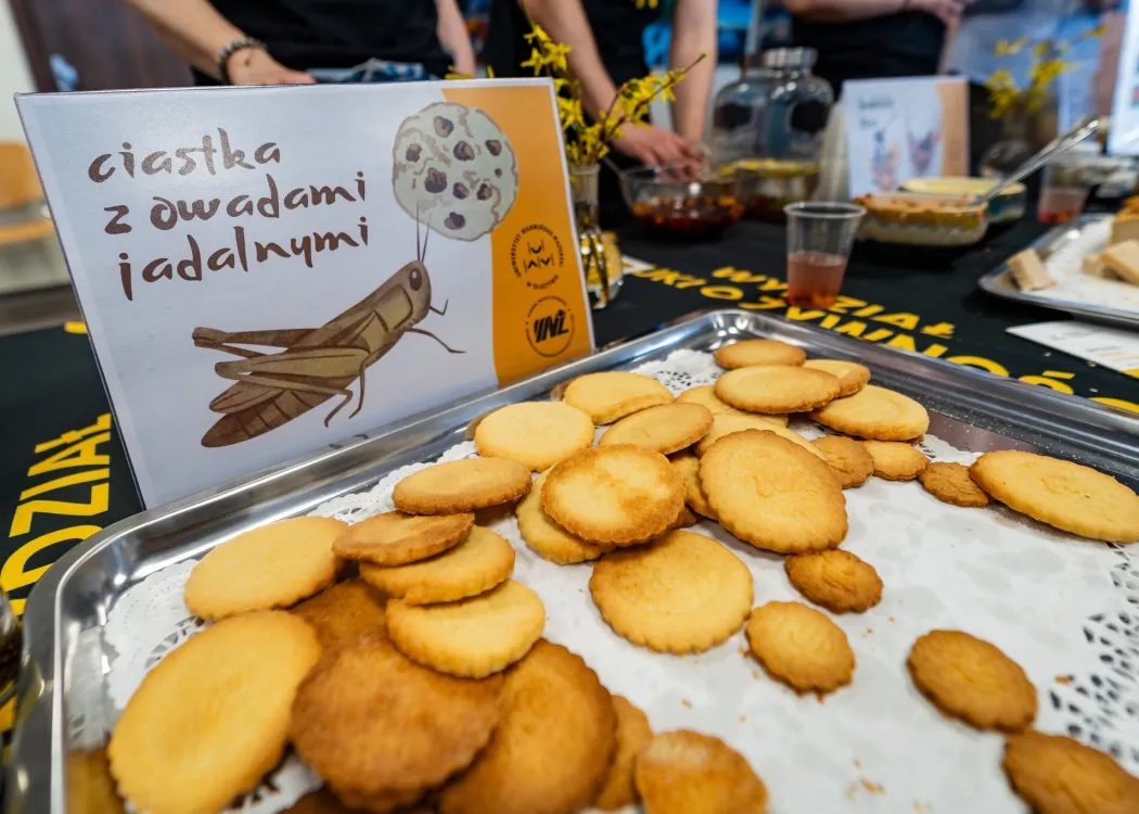 Dzień Otwarty UWM 2026: ciastka zawierajace owady jadalne