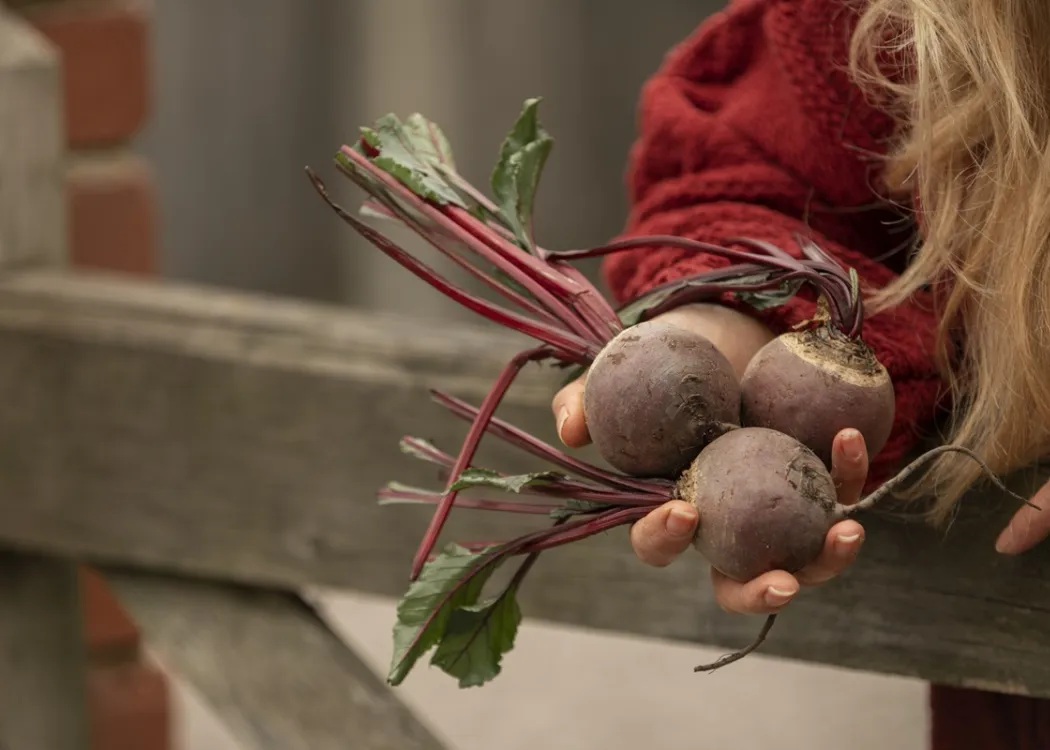 Kobieta trzyma na dłoni buraki