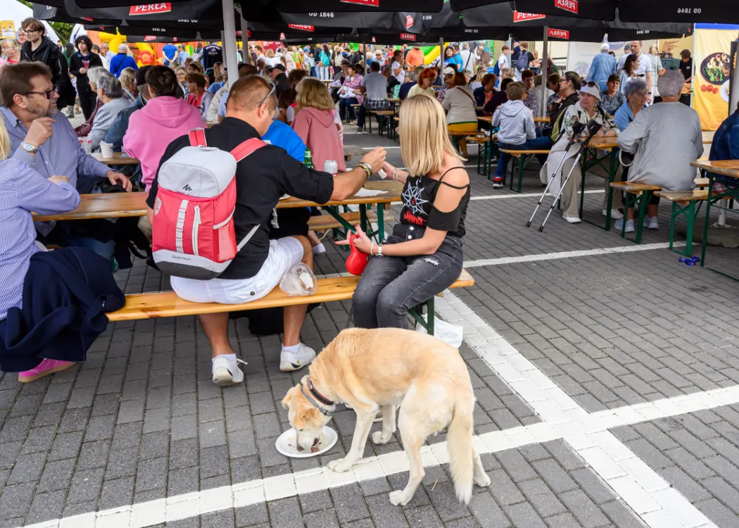 11. Święto Sera