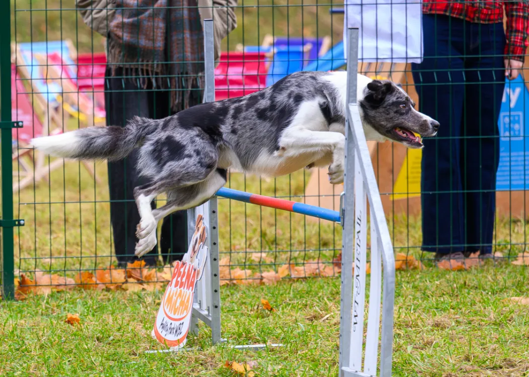 Otwarcie Agility Park WBZ