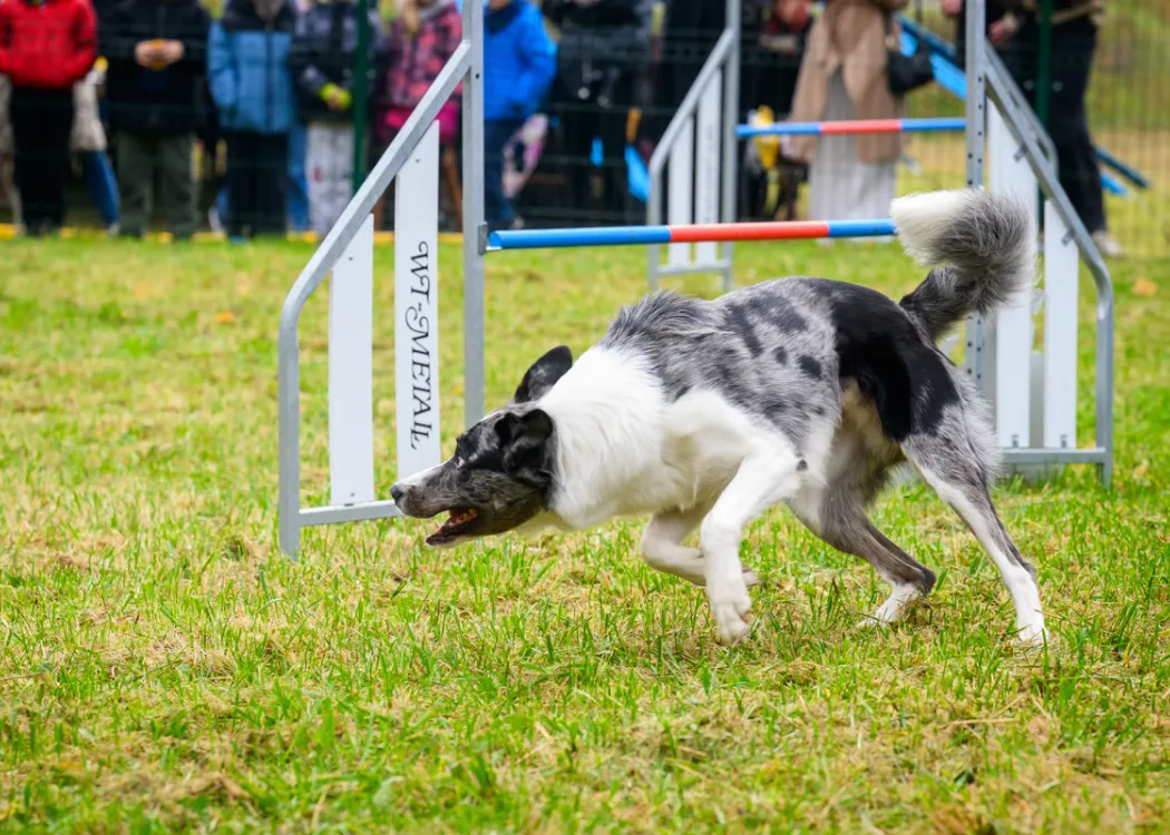 Otwarcie Agility Park WBZ