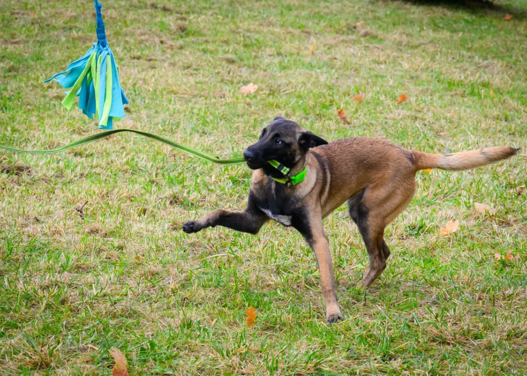 Otwarcie Agility Park WBZ