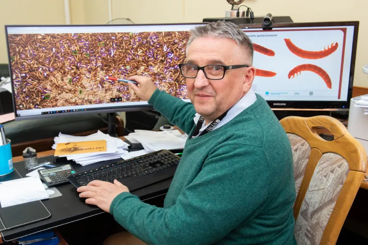 Robot – hodowca owadów