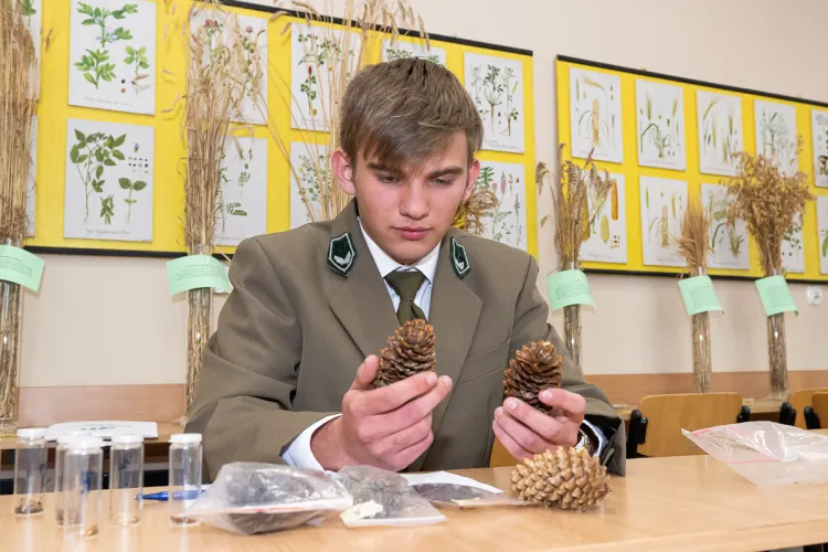 uczeń ogląda szyszki