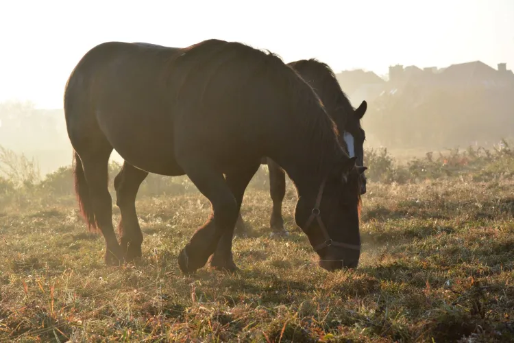 Klacze zimnokrwiste, fot. Dominika Jankowska