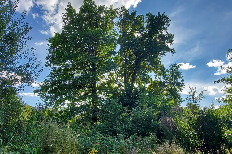 Dęby Adam i Ewa, fot. Anna Maria Nadgrabska 