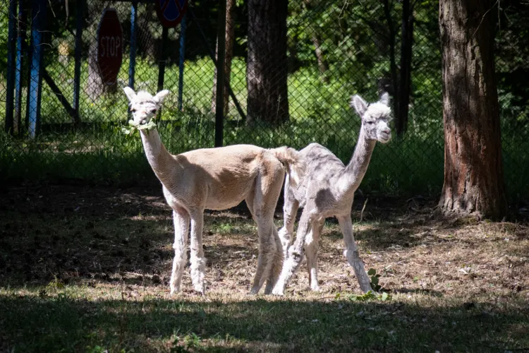 alpaki Coco i Luna stoją