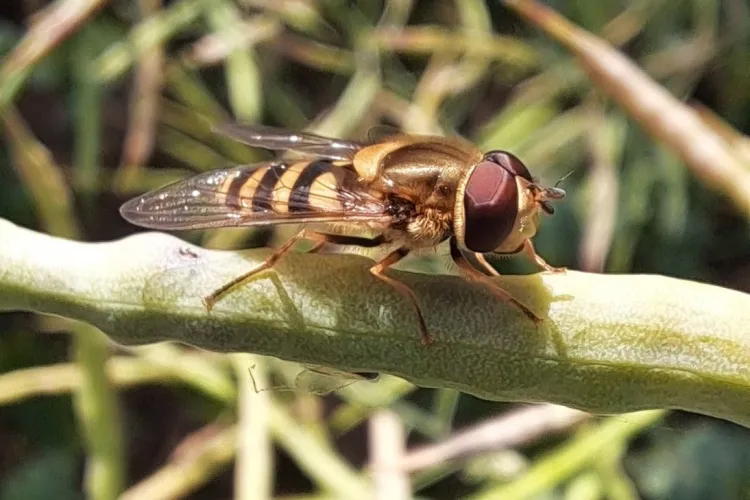 muchówka siedzi na łodydze trawy