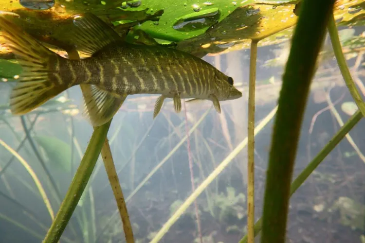 szczupak w wodzie schowany pod liściem