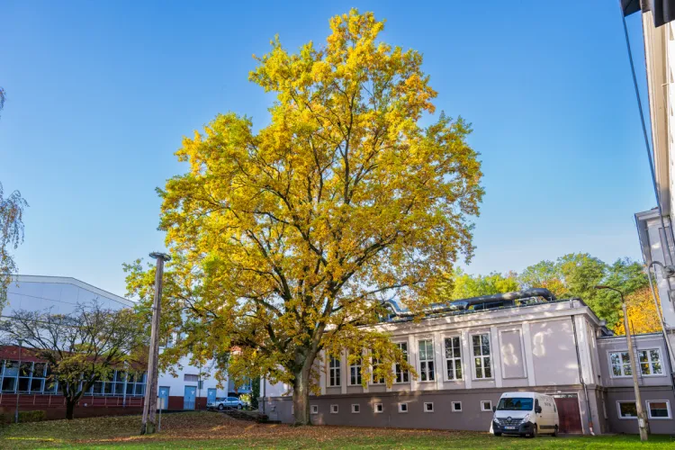 dąb pomnikowy przy ul. Oczapowskiego