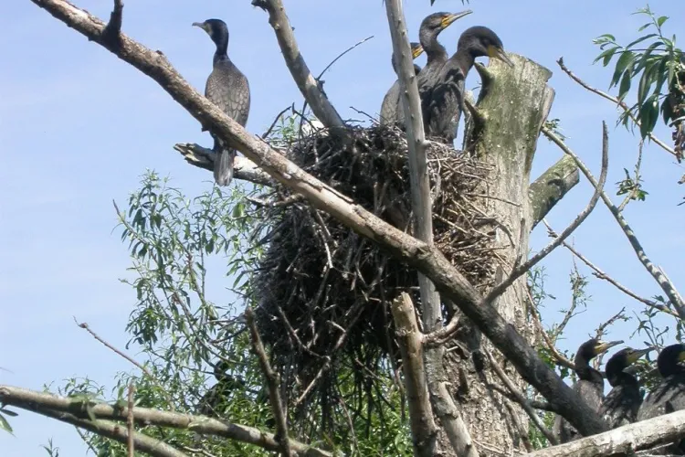 kormorany siedzące na drzewie