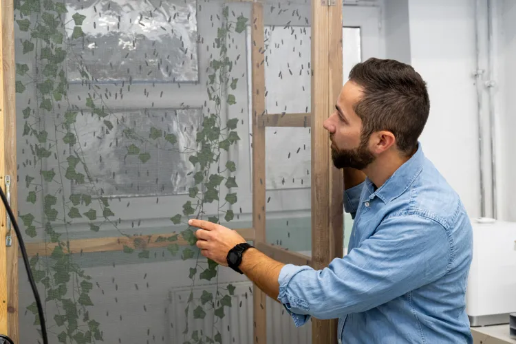 Michał Krzyżaniak obserwuje owady w swoim laboratorium