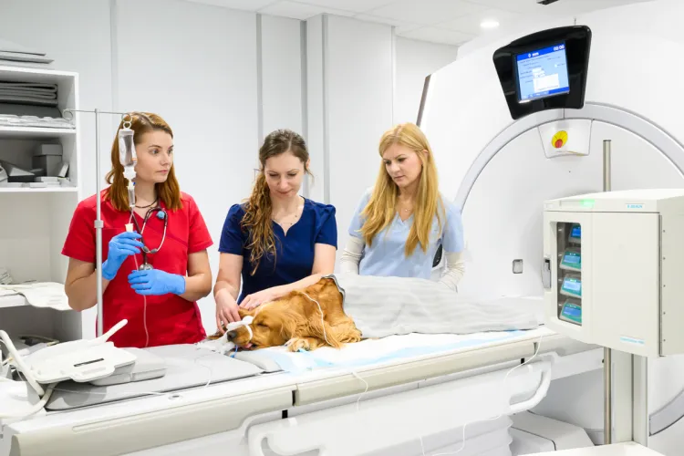 Pracownia Tomografii Komputerowej i Rezonansu Magnetycznego na Wydziale Medycyny Weterynaryjnej UWM - badanie psa