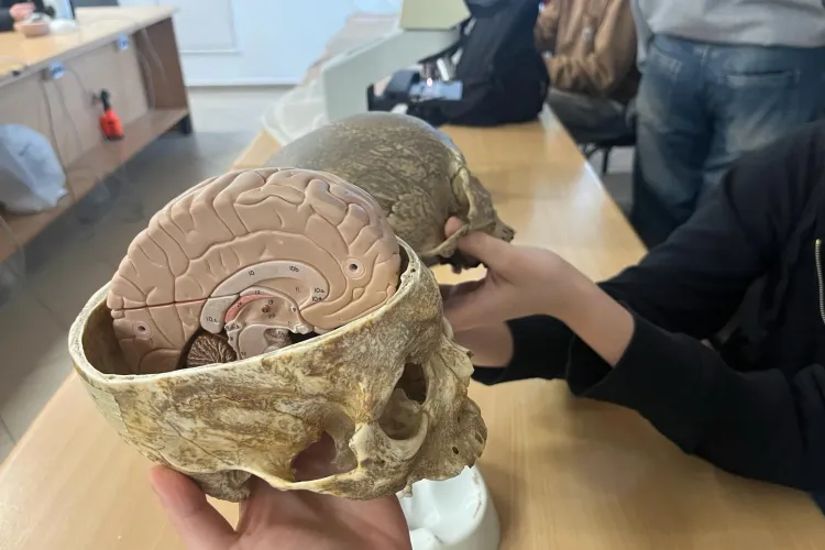 Uczniowie oglądają model mózgu w czaszce 