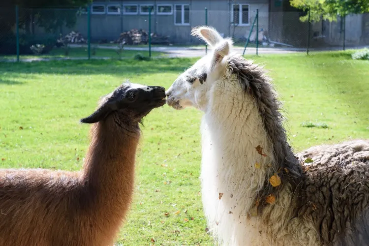 Lamy i alpaki
