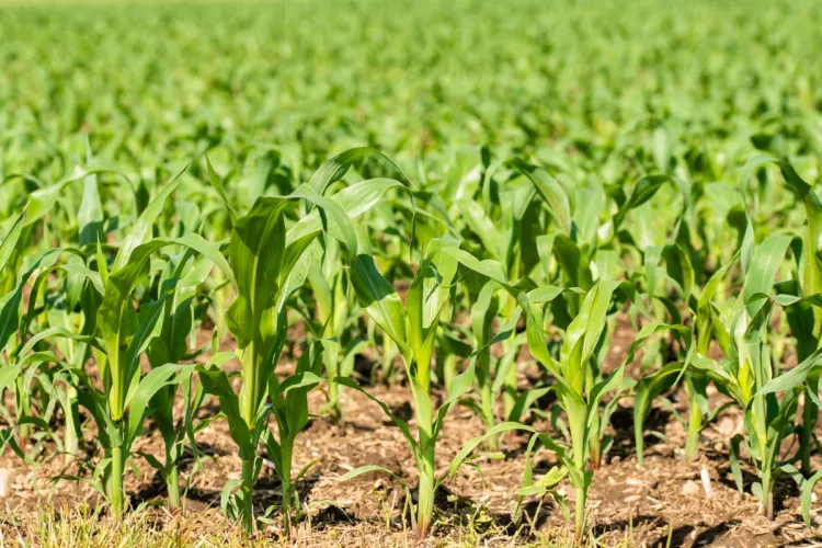 młoda kukurydza