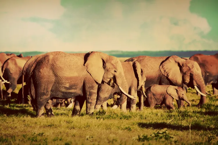 Stado słoni