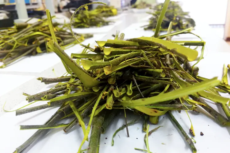 kora wierzby purpurowej 