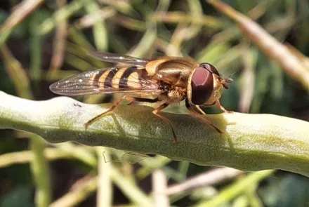 Wrogowie naszych wrogów. O owadach w ogrodzie opowiada badaczka z UWM