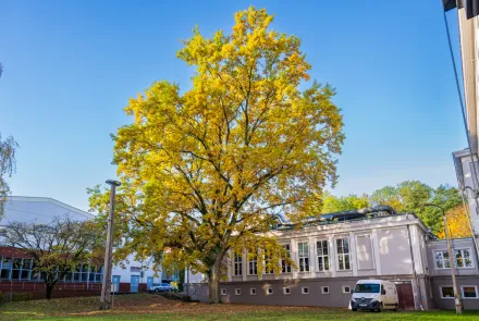 Nowe dębowe pomniki na UWM