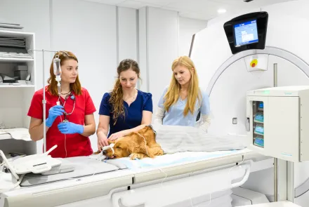 Na UWM zwierzętom pomaga także najnowsza technika
