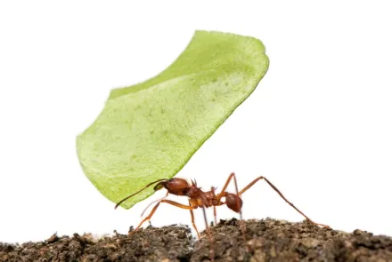 Pracowity jak mrówka? Badaczka z UWM obala mity dotyczące mrówek
